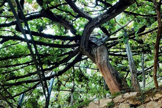 Tour from Napoli to pompei/ercolano: Luxury Tour, Secret Vineyard - FAQs