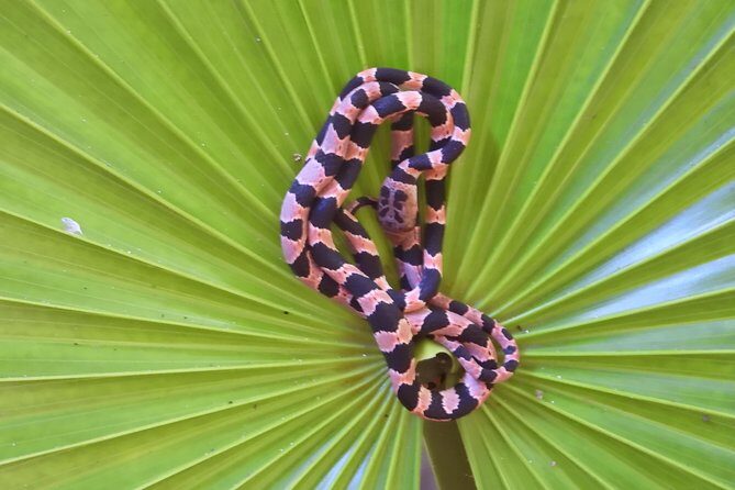 Tour Herpetologico - What Do the Reviews Say?