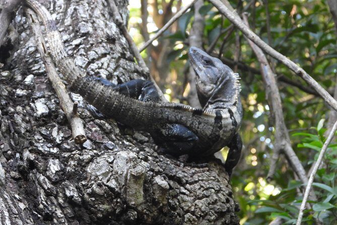 Tour Herpetologico - Final Thoughts: Who Should Consider This Tour?