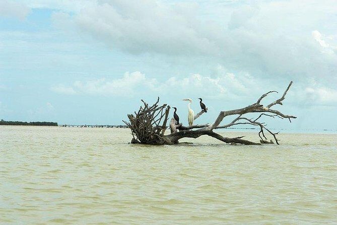 Tour Holbox Enjoy the nature only from Playa del Carmen - Final Thoughts