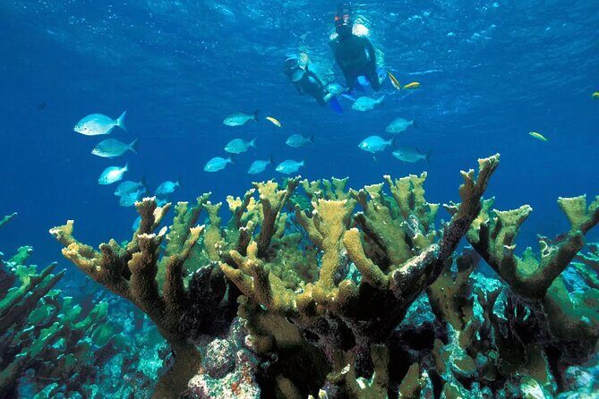 Tour in the Contoy Island Reserve Plus Visit to Isla Mujeres - FAQ