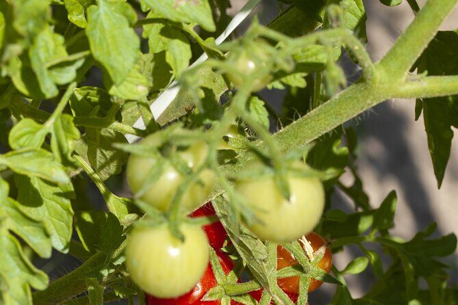 Tour in the heady scents of our garden in Ragusa - FAQ