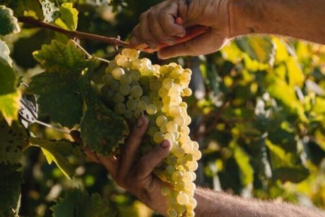 Tour in the Prosecco Hills Tour from Padua - The Itinerary Breakdown