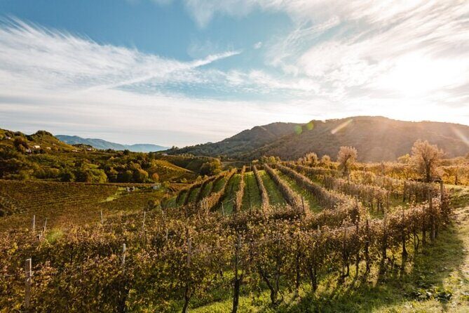 Tour in the Prosecco Hills Tour from Padua - The Experience of the Wine Tours