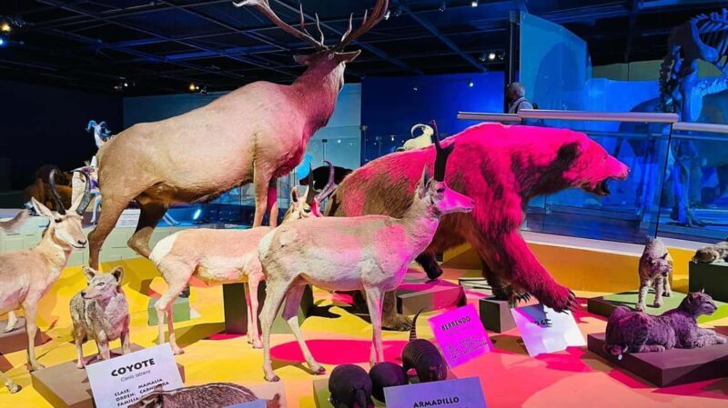 TOUR "Museo del Desierto" + Traslados + Tickets incluidos - Final Thoughts: Is It Worth It?