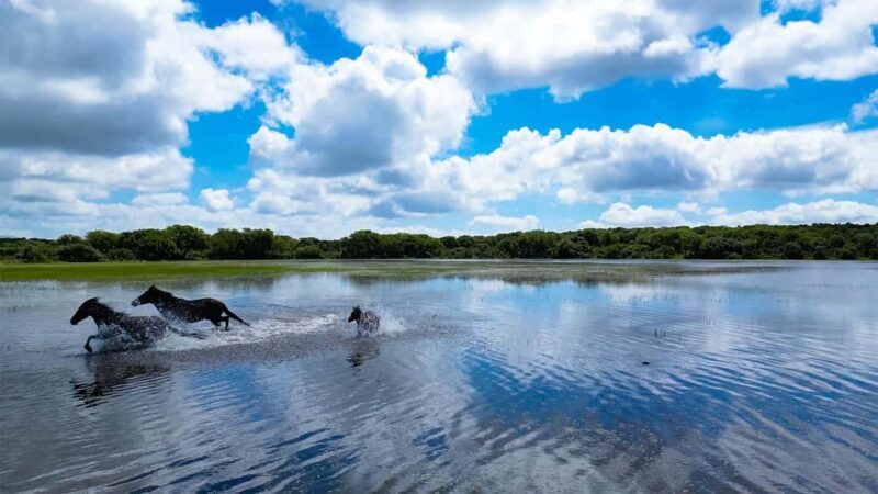 Tour Nature & Wildlife from Cagliari - Key Points