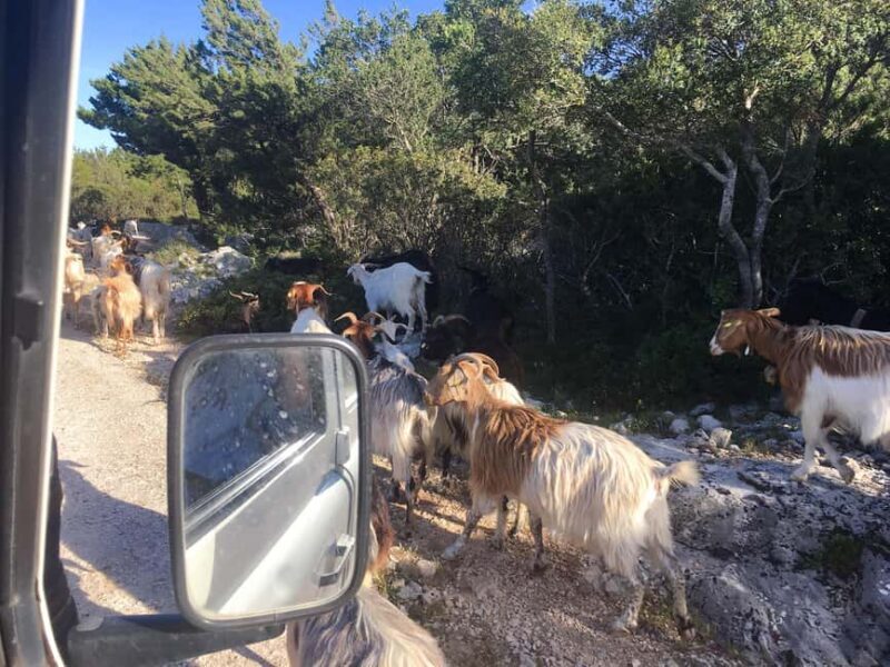 Tour Nature & Wildlife from Cagliari - FAQ