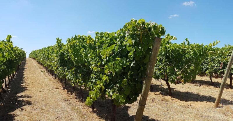 Tour of Évora: Unesco World Heritage Site - An In-Depth Look at the Évora Tour Experience