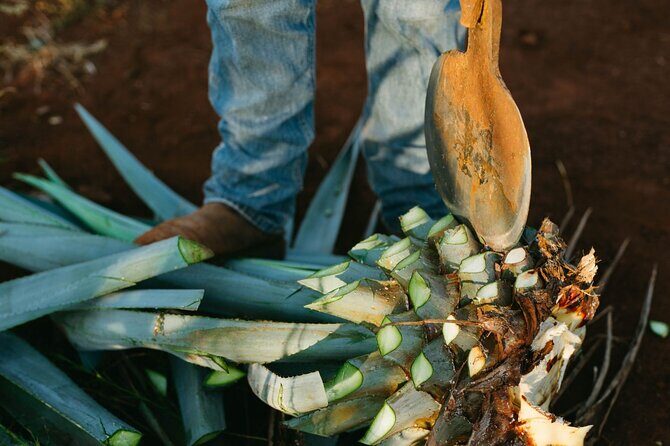 Tour of Puebla and tour of Atlixco (private tour) - Exploring Puebla and Atlixco: An Honest Look at the Private Tour Experience