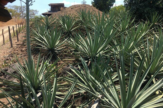 Tour of San Sebastián del Oeste with Lunch - FAQ