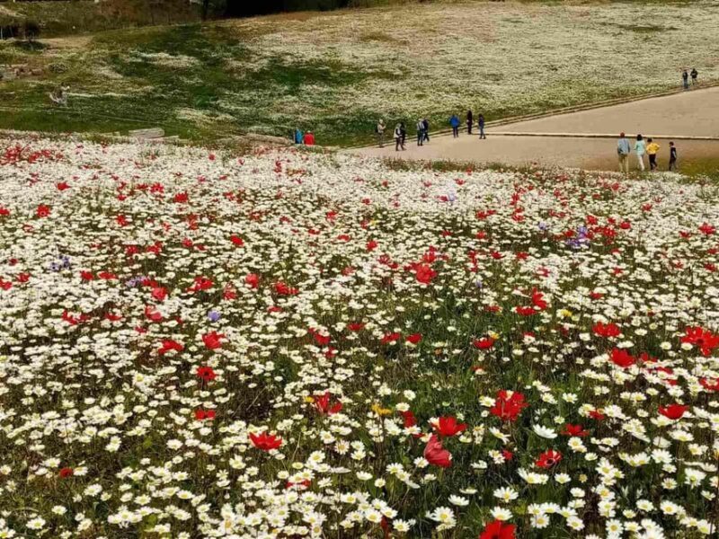 Tour of the archaeological site of Olympia by an Italian-Greek archaeologist - Our Honest Take: Who This Tour Is Best For