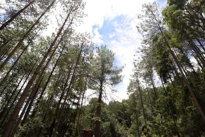 Tour of the Sierra Juárez, Ixtlán, Guelatao and Capulálpam - Who Should Consider This Tour