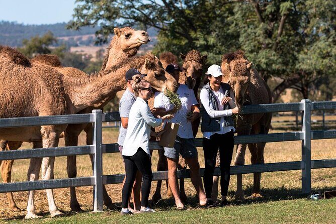 Tour, Taste & Camel Encounter - Key Points
