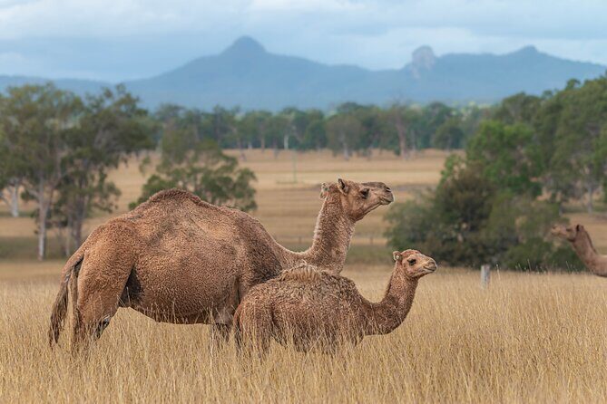 Tour, Taste & Camel Encounter - The Sum Up