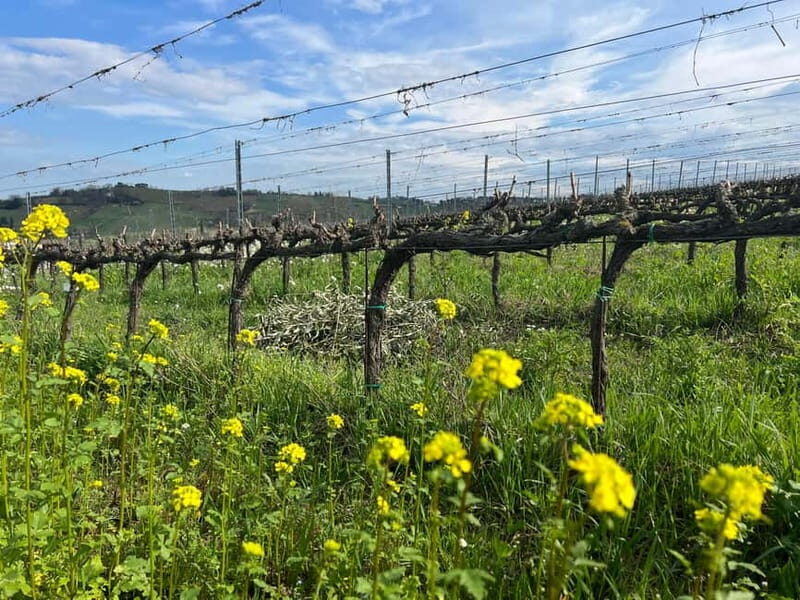 Tour & tasting at Tenuta la Viola - FAQs