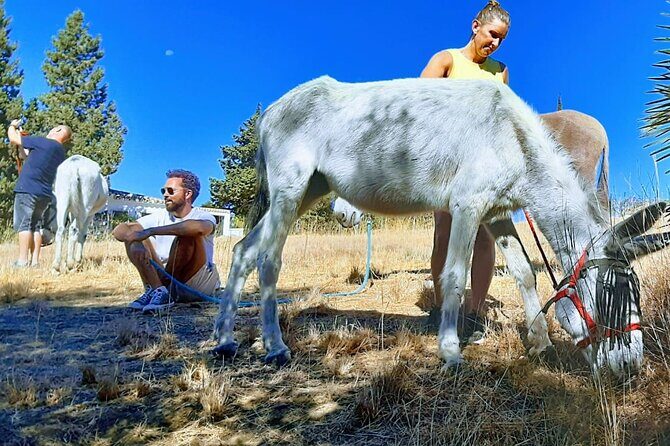 Tour the Sanctuary and Walk with the Donkeys and Share their Love - What to Expect at Donkey Dreamland
