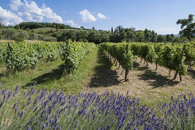 Tour through the vineyards and wine and olive oil tasting in Tuscany - FAQs