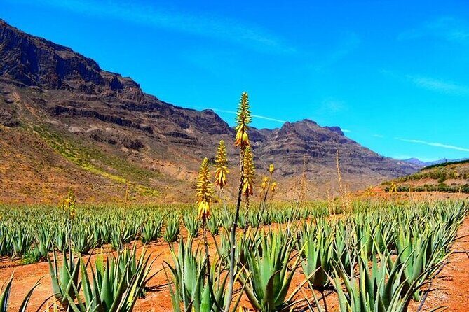 Tour to Arucas, Teror, Aloe Vera farm - Highlights - A Deep Dive Into the Tour Experience