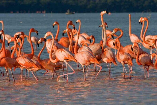 Tour to Celestun and see the flamingos - Introduction