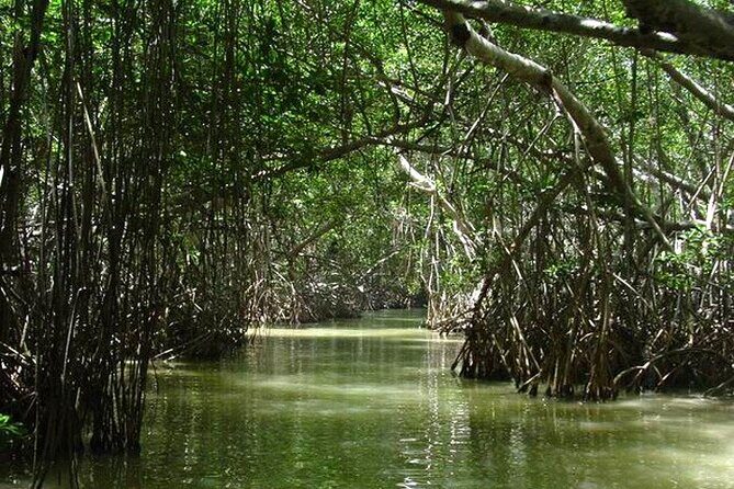 Tour to Celestun and see the flamingos - In The Sum Up