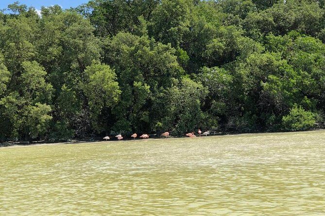 Tour to Celestún - A Detailed Look at the Celestún Tour