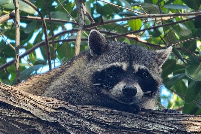 Tour to Celestún with View of Flamencos and Beach Club - Stop 3: Playa Norte Celestún