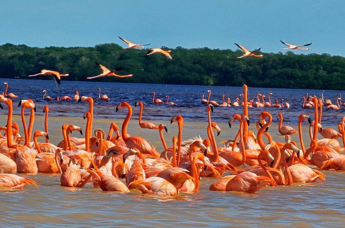 Tour to Celestún with View of Flamencos and Beach Club - Who Should Consider This Tour?
