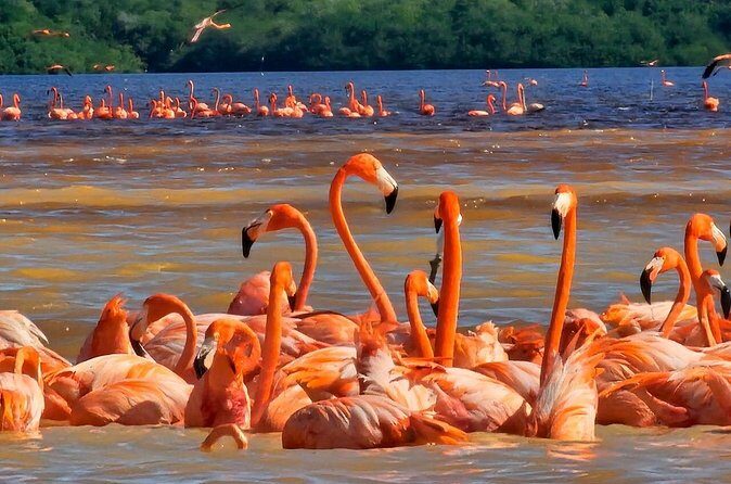 Tour to Celestún with View of Flamencos and Beach Club - FAQs About the Celestún Tour