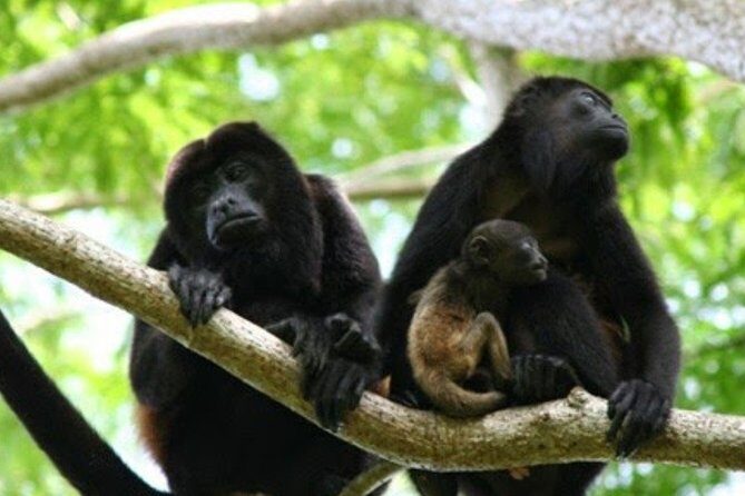 Tour to Dzibanche and Kohunlich with Transportation and 3 Course Meal Included - The Itinerary: What You Can Expect