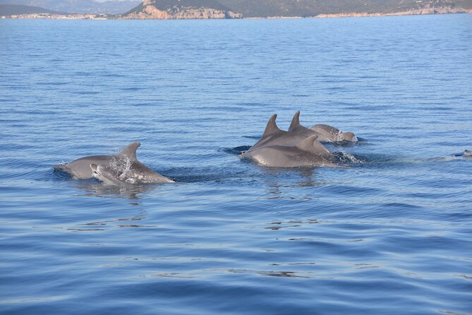 Tour to Figarolo Island with the possibility to observe dolphins - A practical way to see Sardinia’s sea up close from Olbia