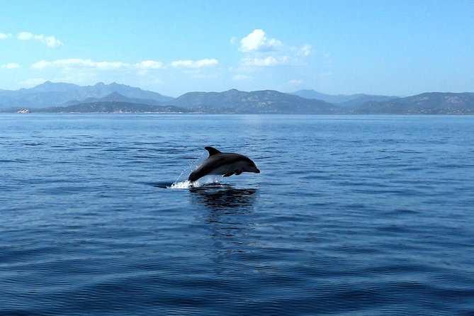 Tour to Figarolo Island with the possibility to observe dolphins - Figarolo Island: swimming and snorkeling in clear water
