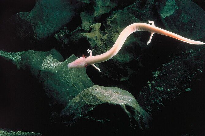 Tour to Postojna Cave and Predjama Castle from Trieste - What to Expect on the Tour