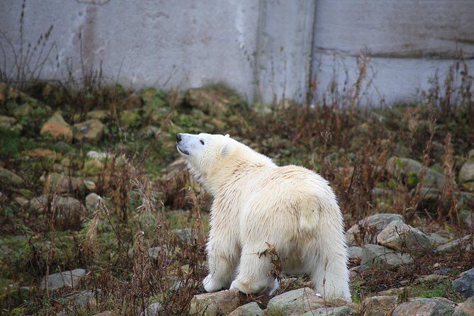 Tour to Ranua Zoo Wildlife Park Small Group Experience - In-Depth Look at the Itinerary