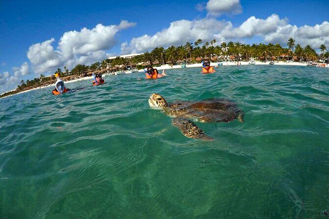 Tour to swim with turtles - What to Expect from the Tour