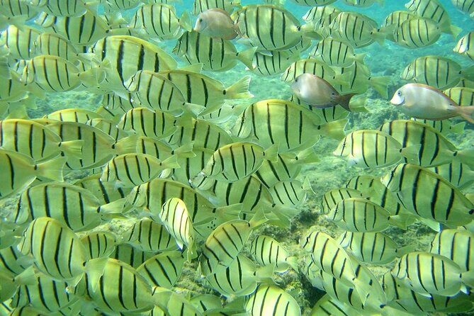 Tour to The Arch and Lover's Beach (optional) from Cabo - Frequently Asked Questions
