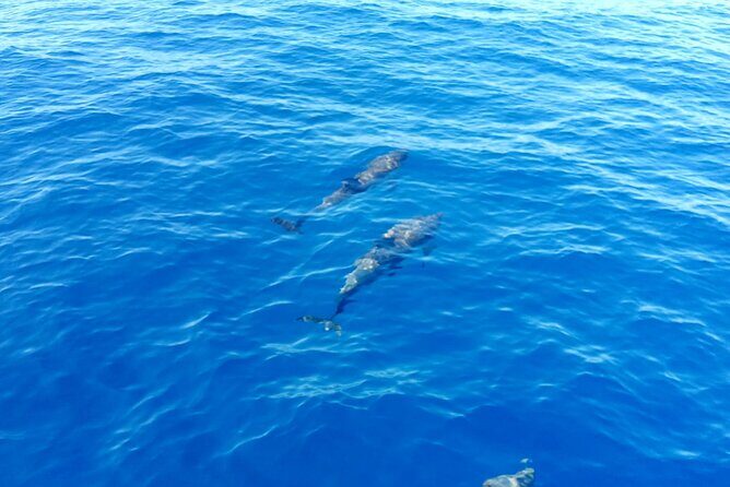 Tour to the islands of the La Maddalena Archipelago by sailing boat - Introduction to the Tour