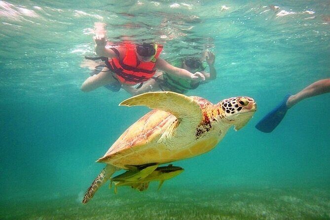 Tour to Tulum and cenote with swimming with turtles from Riviera Maya - Transportation and Group Size