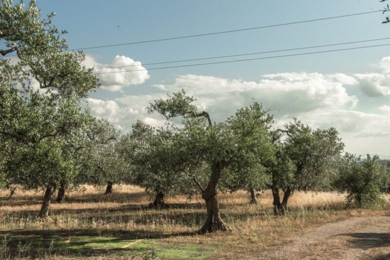 Tour tra i Templi dell'Olio e gli Olivi Patriarchi - Analyzing the Value