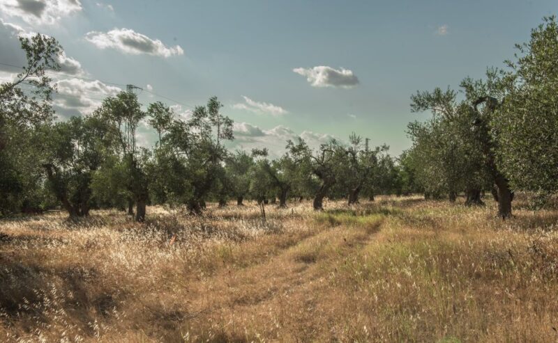 Tour tra i Templi dell'Olio e gli Olivi Patriarchi - Wrapping It Up