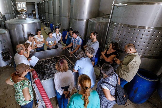 Tour & Wine tasting - Authentic Algarve Flavours by Quinta da Tôr - What to Expect at Quinta da Tôr