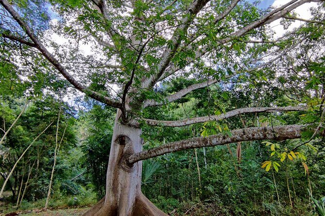 Tour with entrance to Ek Balam Cenote and Valladolid from Cancun - The Experience: Pros and Cons