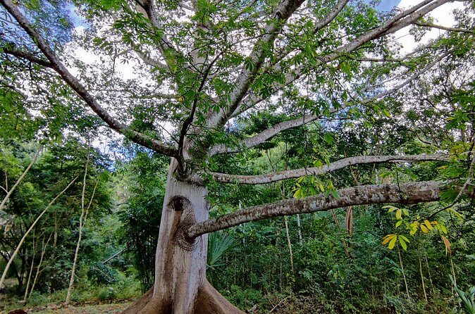 Tour with entrance to Ek Balam Cenote and Valladolid from Cancun - FAQ