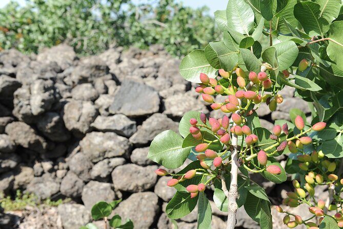 tour with tasting in the Bronte pistachio plantations - Journey Through the Pistachio Fields of Bronte
