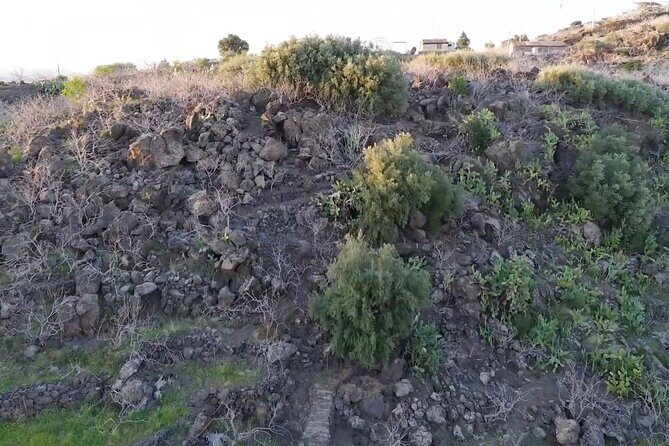 tour with tasting in the Bronte pistachio plantations - The Sum Up: Perfect For...