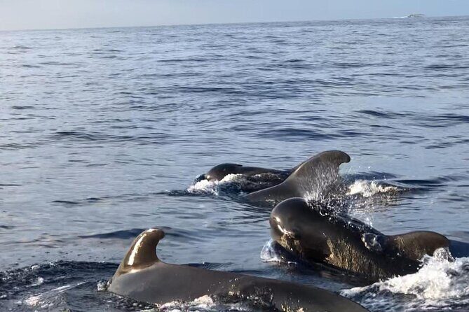 Tour with Whale and Dolphin Watching plus food included - Final Thoughts