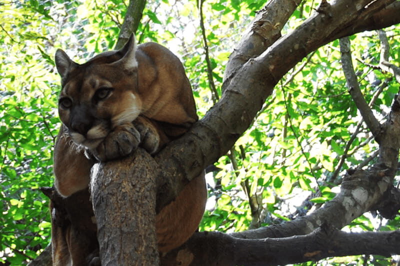 Tour ZOOMAT, Christ of Chiapas, Sumidero Canyon Viewpoints in Spanish - FAQ