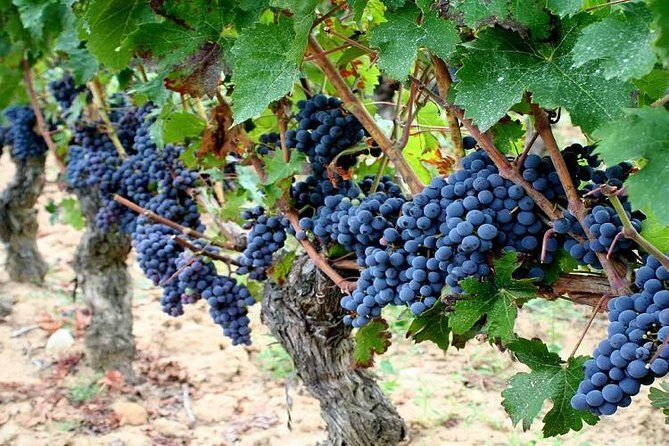 Touraine-Chenonceau private tour - What Travelers Are Saying