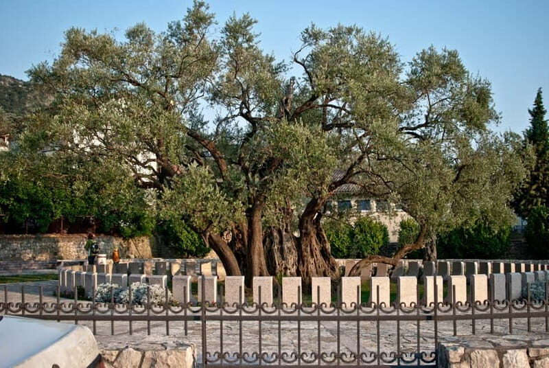 Town of Bar: Old Town Heritage Tour and Olive Oil Tasting - FAQ
