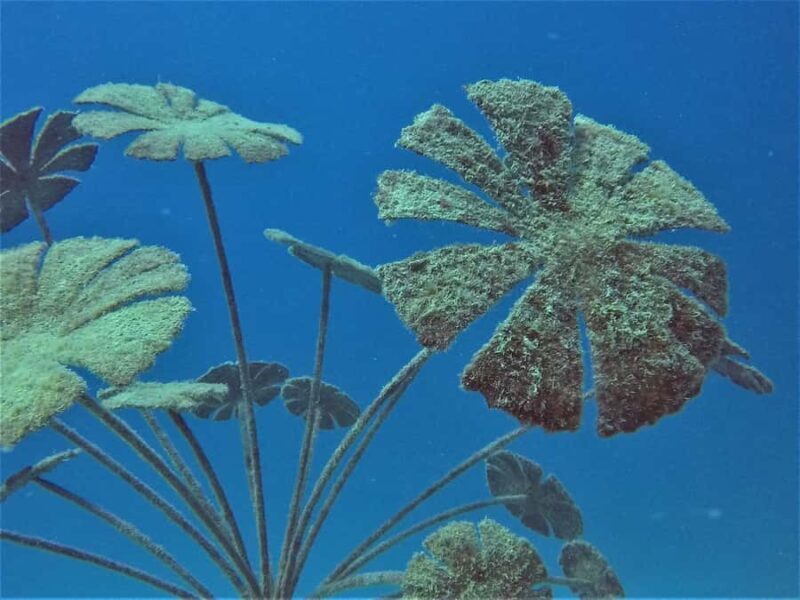 Townsville & Magnetic Island: MOUA & Reef Snorkel Experience - Education and Conservation Focus