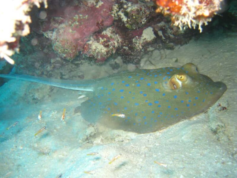 Townsville & Magnetic Island: MOUA & Reef Snorkel Experience - Group Size and Atmosphere